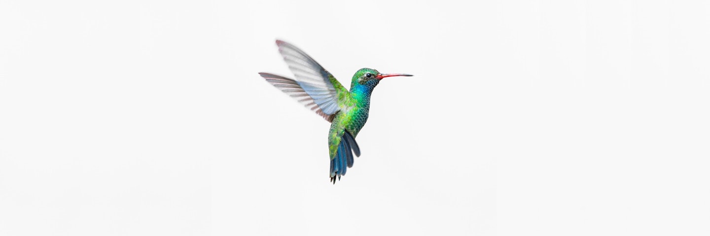 flying hummingbird with blurred wings