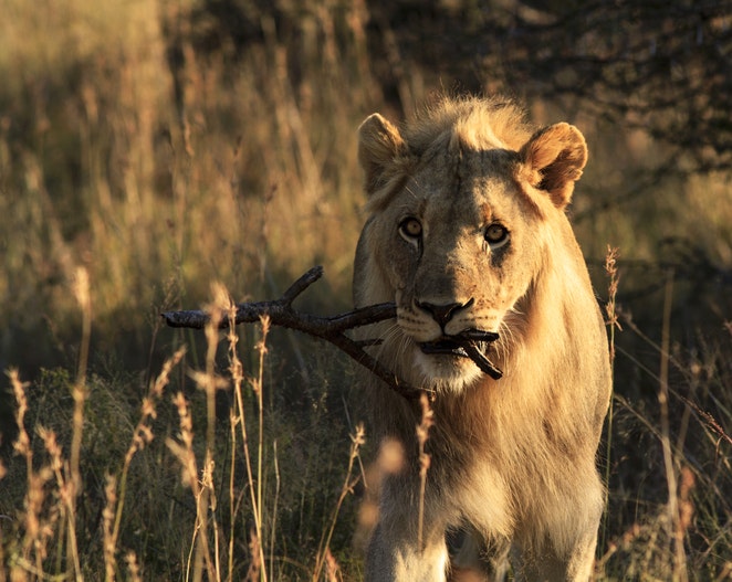 Playful male lion carrying stick